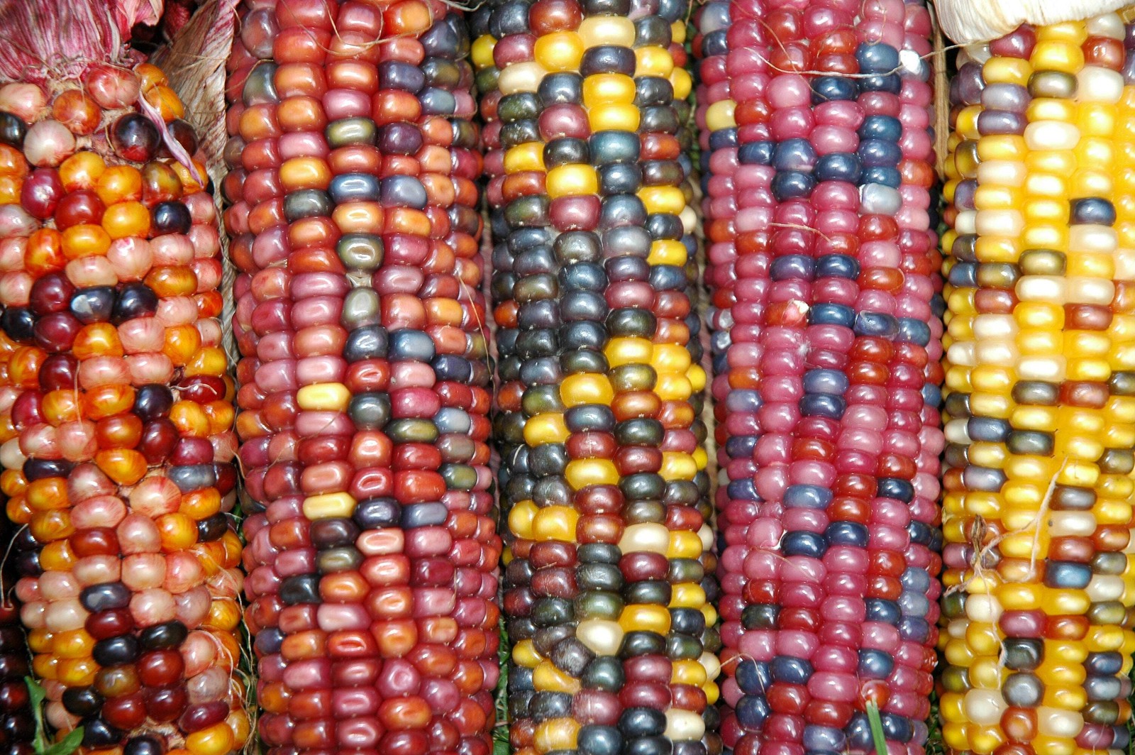 100 Ornamental INDIAN CORN WAMPUM Mixed Colors Zea Mays Vegetable Seeds