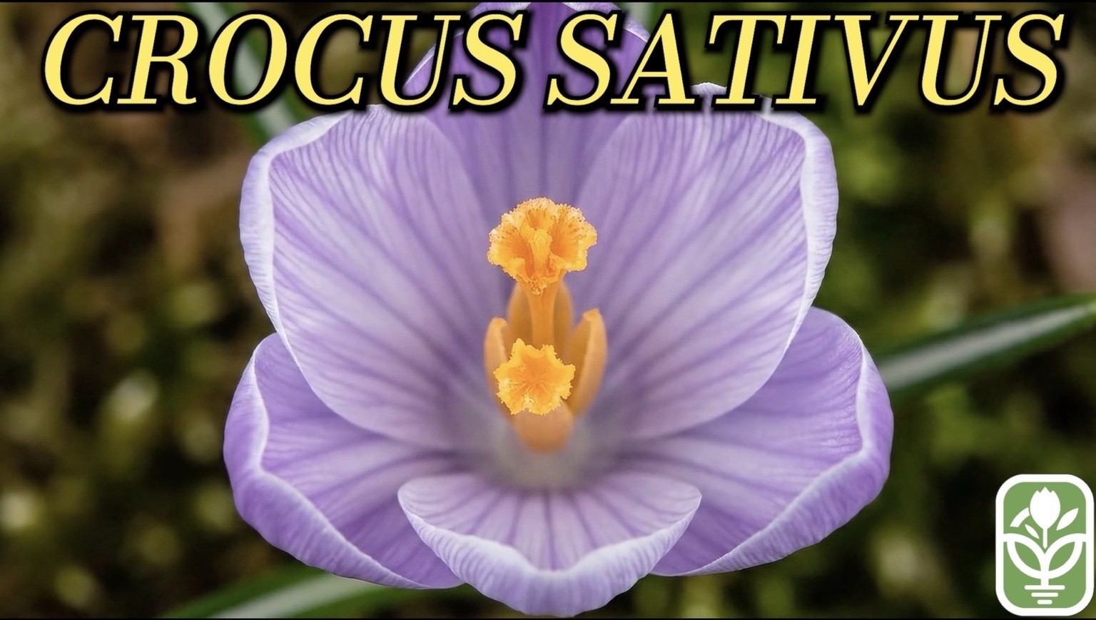 10 Large Saffron Crocus Corms – Purple Blooms – Perennial Bulbs for Outdoor Plan