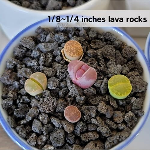 3lb Black Lava Rock for Plants – Horticultural Volcanic Soil for Landscaping, Bo