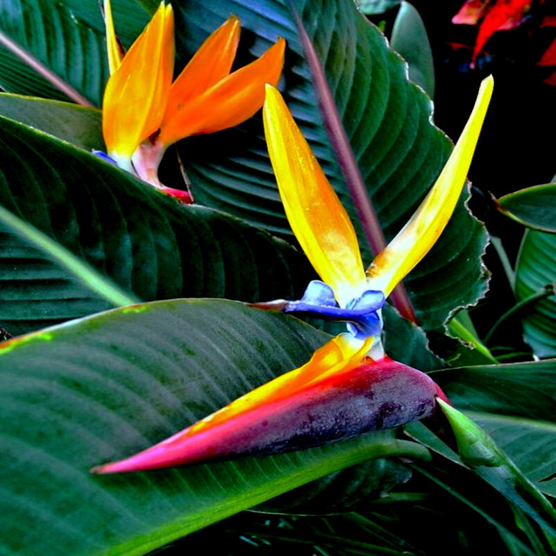 ORANGE BIRD of PARADISE SEEDS (Strelitzia reginae) Tropical Crane Flower Plant