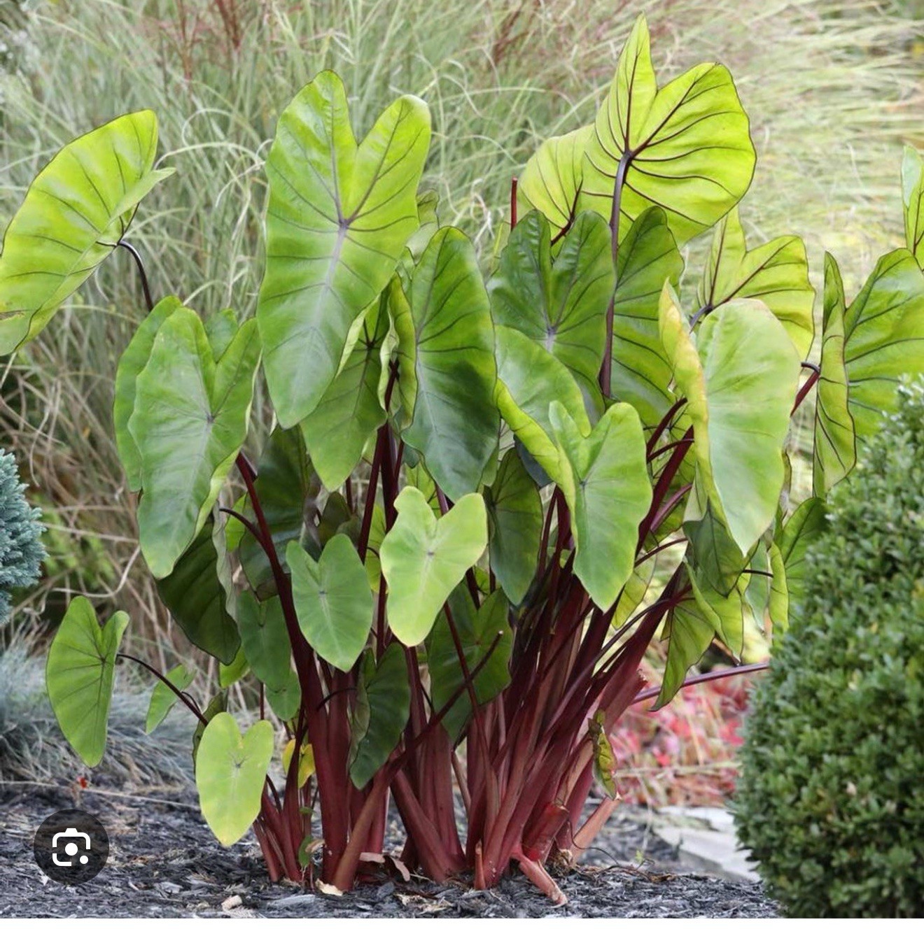 Hawaiian Punch-Colocasia esculenta- Elephant Ear-SMALL ROOTED STARTER Plant