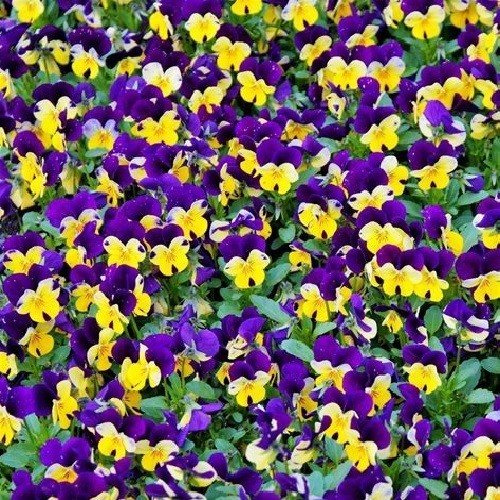 2,500 Johnny Jump Up Viola Flower Seeds Organic Non-GMO Purple and Yellow Flower