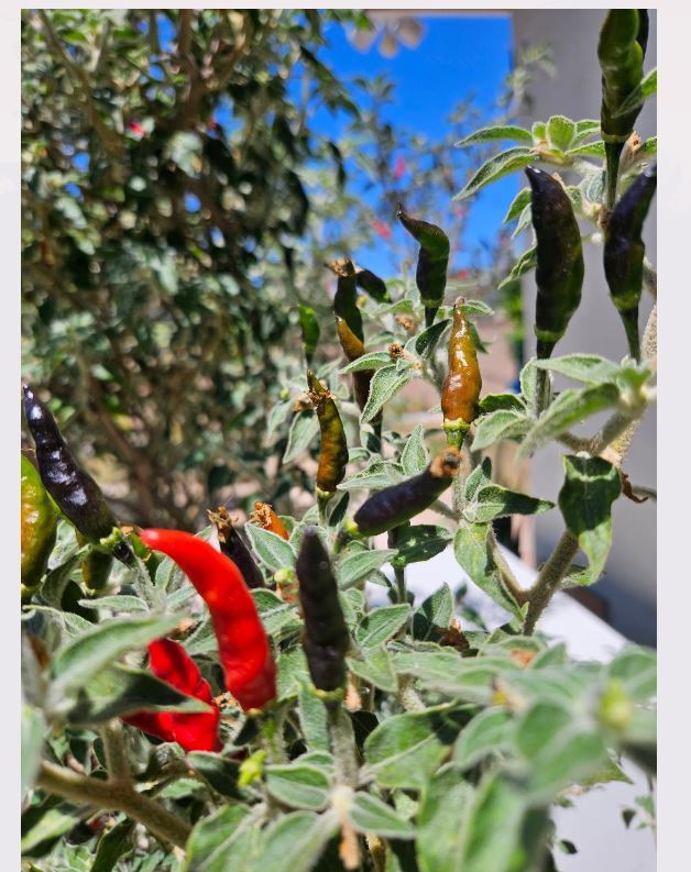 BLACK COBRA CHILI PEPPER PREMIUM SEED- HIGH YIELD – HOT RARE