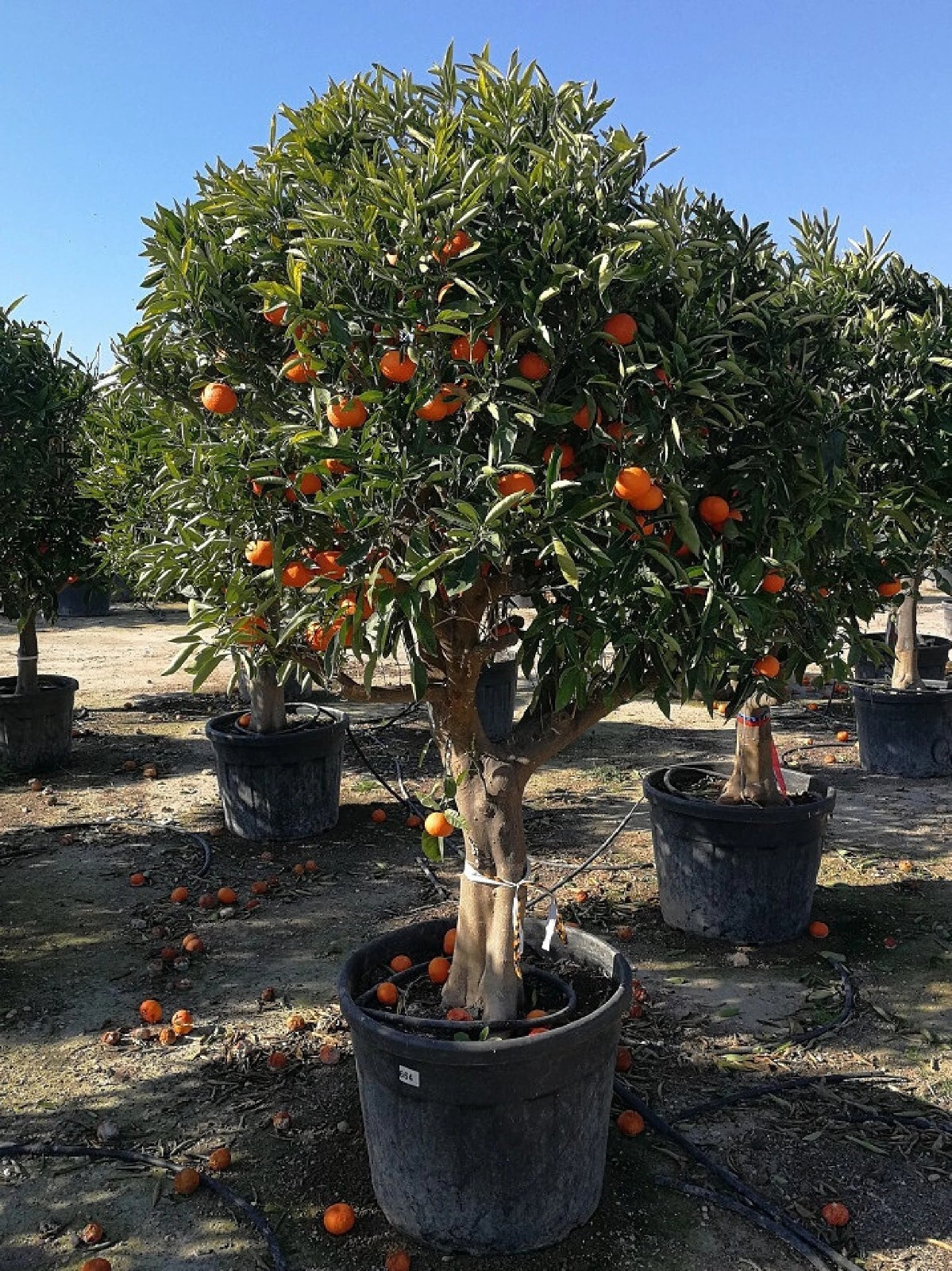 Dwarf Mandarin Orange Tree Organic {Citrus reticulata} 10 seeds Free Shipping!