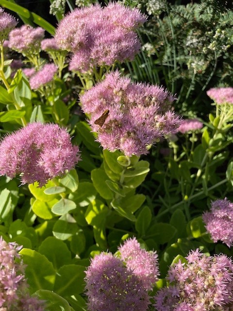Sedum – Autumn Joy