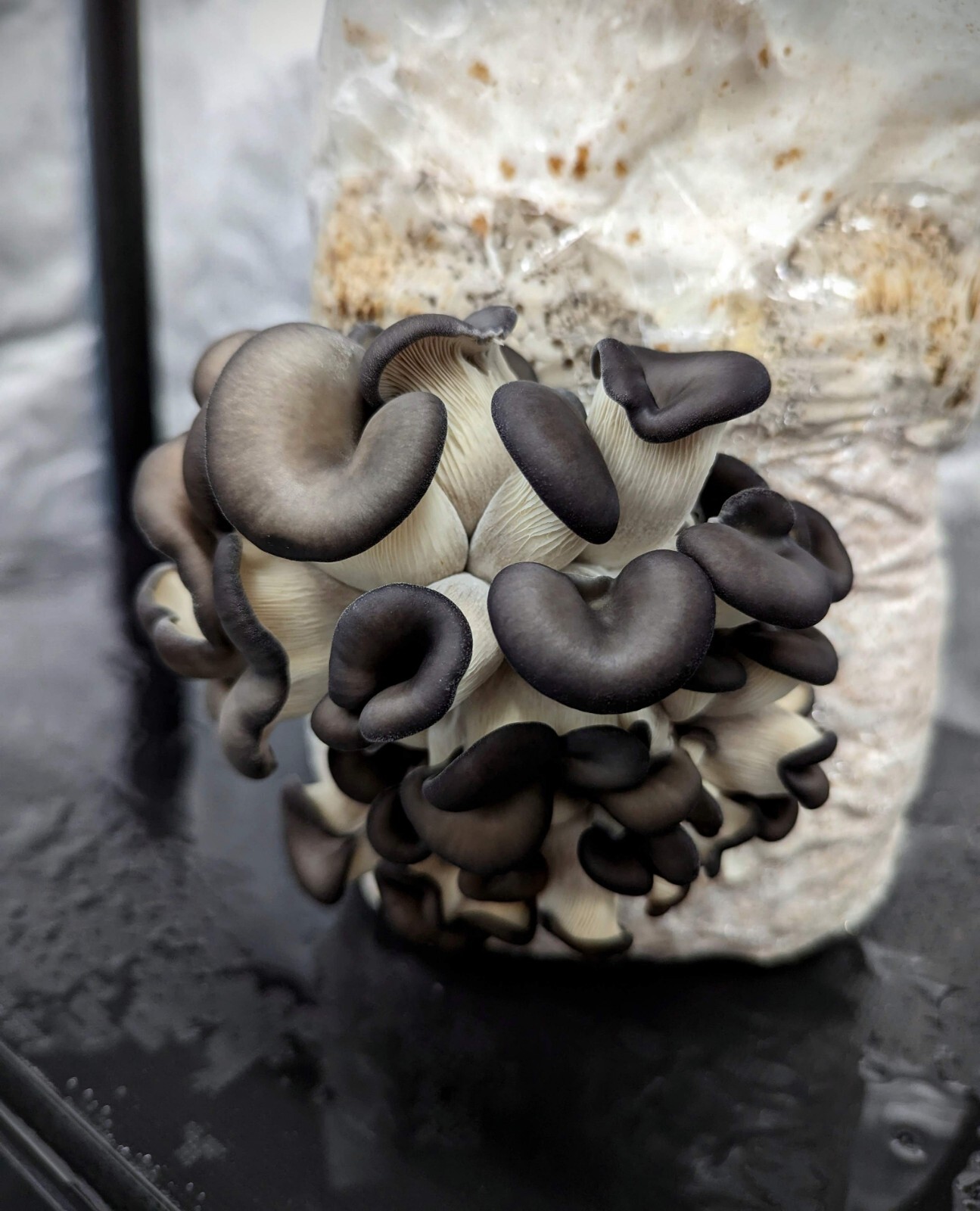 Gourmet Mushroom Culture Special! Over 180 Species Available at PrimeFungi