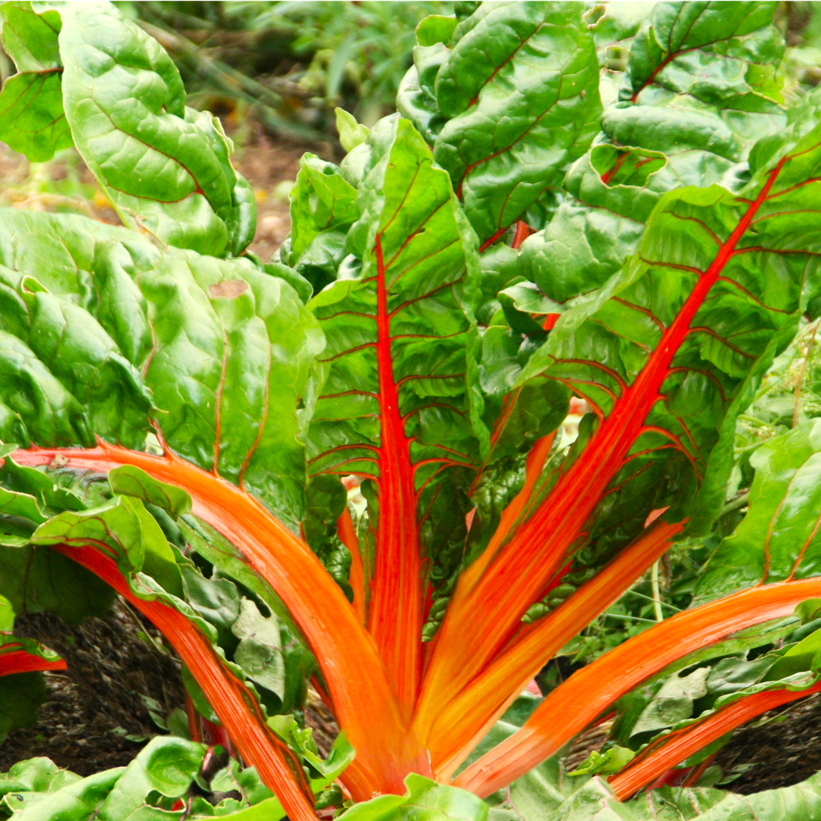 Orange Glory Swiss Chard Seeds – For 2025 Planting Bright Lights Golden Yellow
