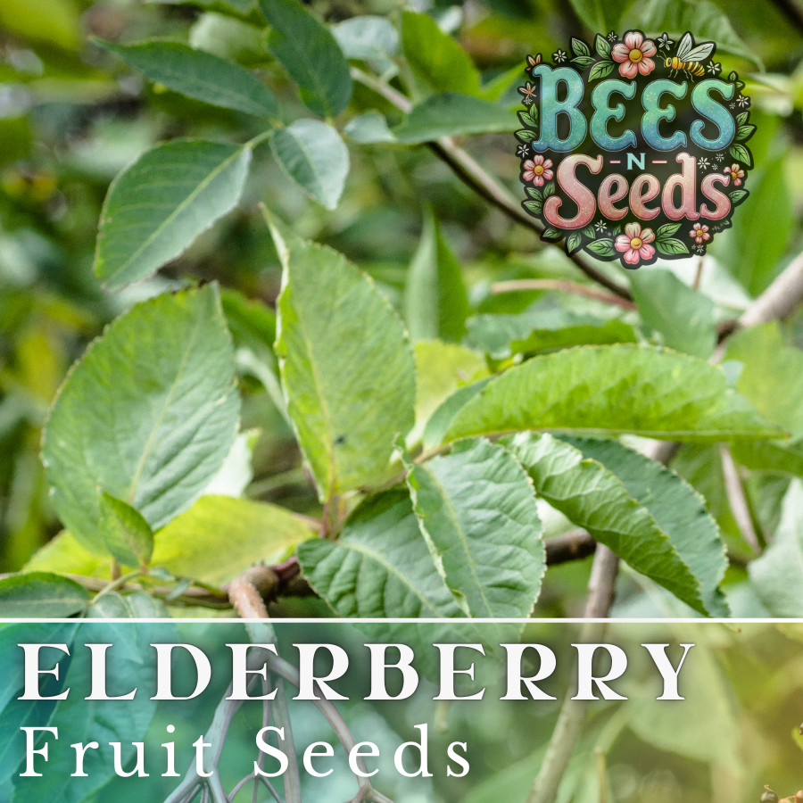 Sable Elderberry Seeds 175 or 450 Seeds Fruit Seeds, Non GMO, Berry Seeds