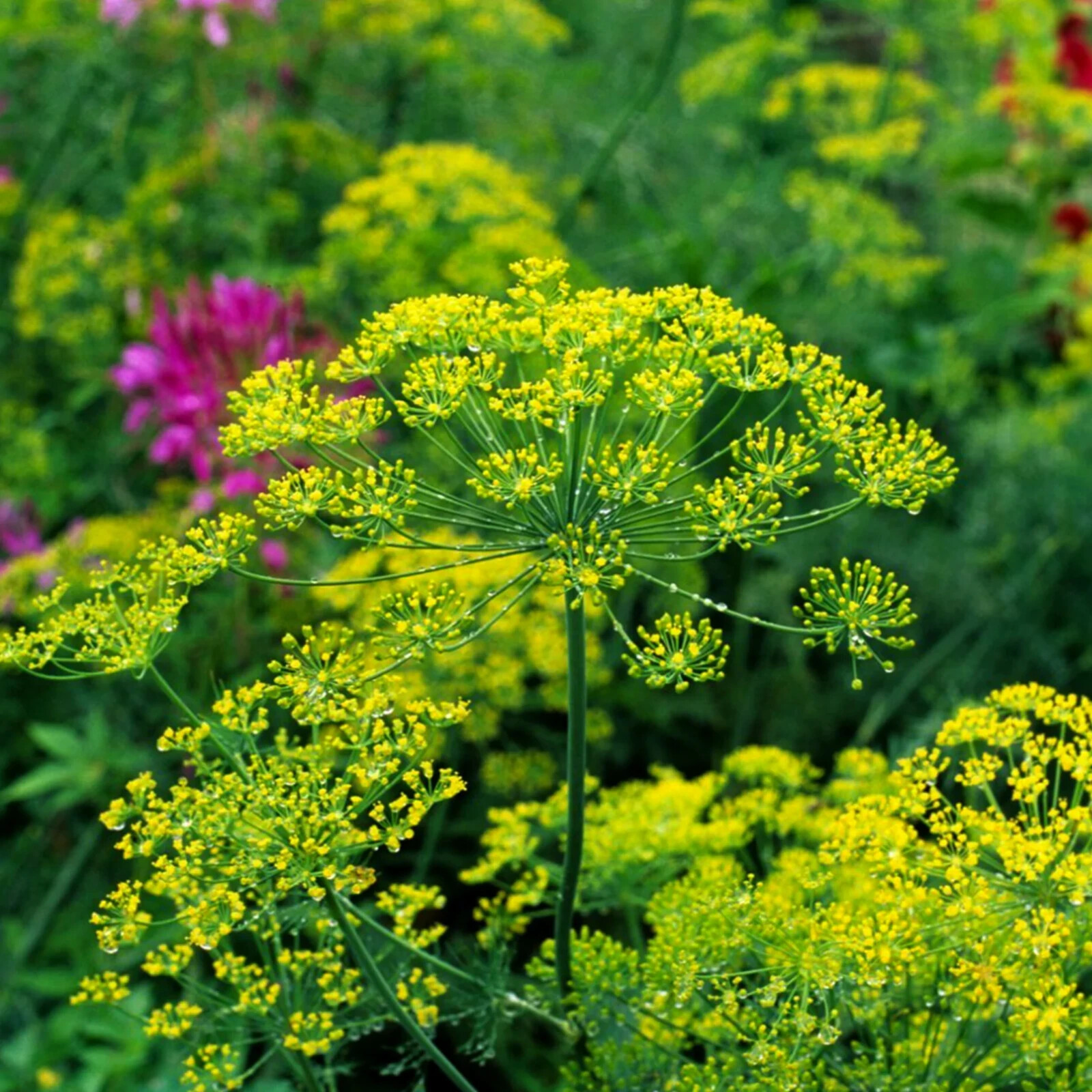 DILL BOUQUET 100+ SEEDS Anethum graveolens
