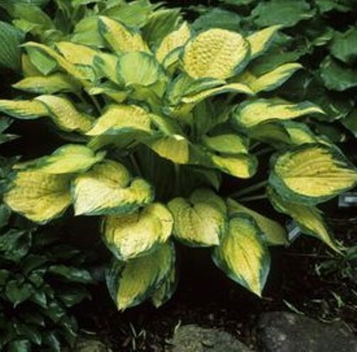 hosta ORANGE MARMALADE medium new colorful 2.5″ pot = 1 Live Potted Plant