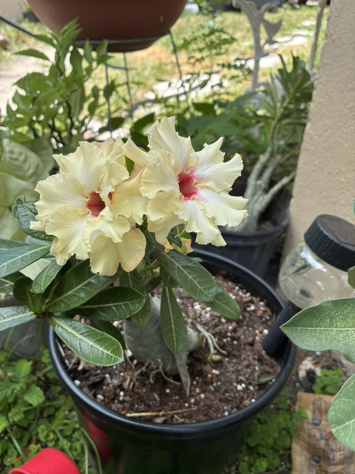 Beautiful Desert Rose Exotic Color Live Plant Soft Yellow With Double Petal Rare