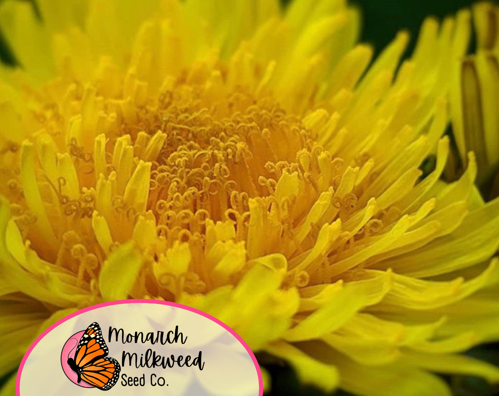 1600+ True Wild Native Dandelion Seeds | Non-GMO, Heirloom Flower Gardening USA