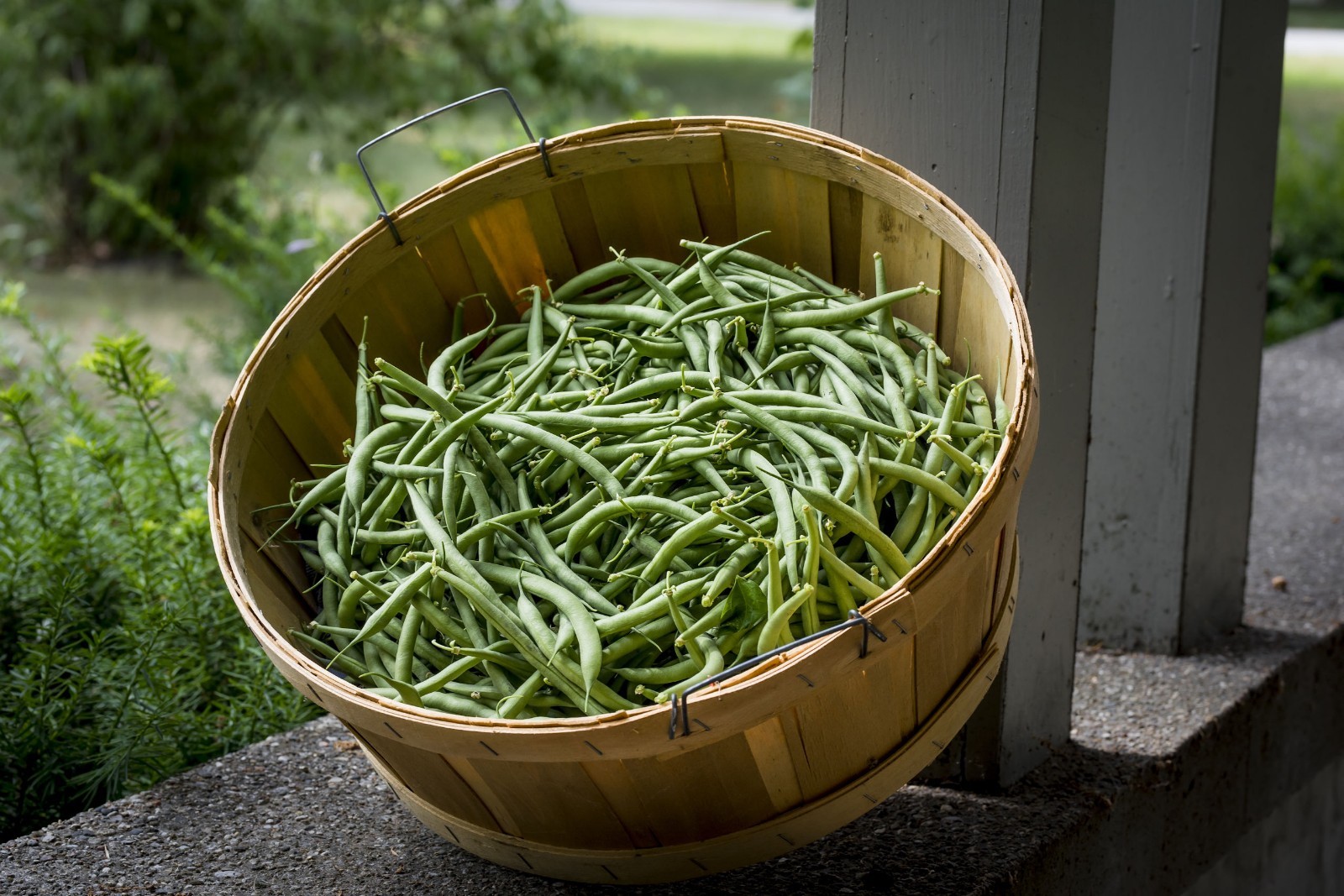 100 Heirloom Bean Seeds- Kentucky Wonder Bush Vegetable -Commodore