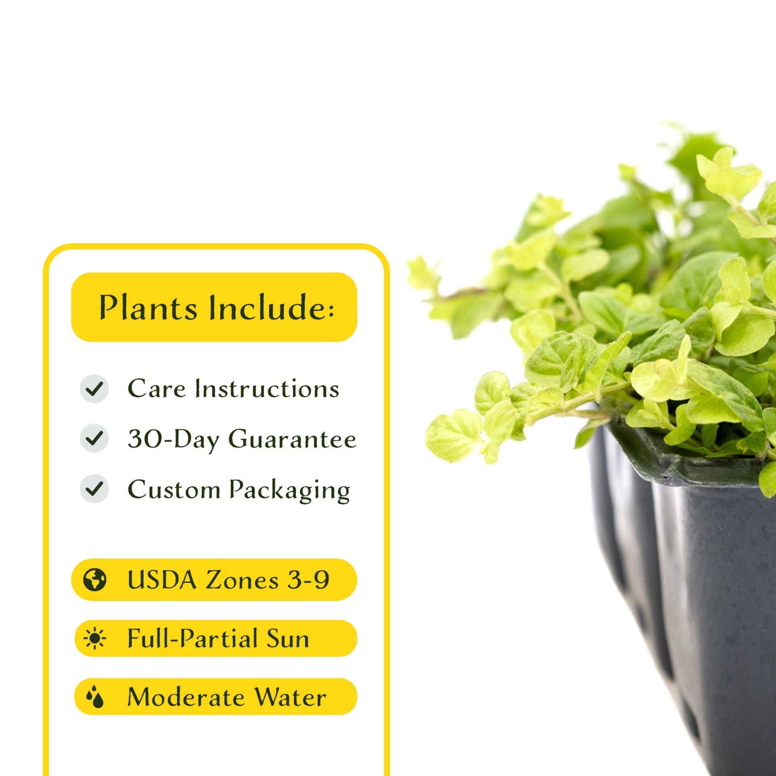 3 Yellow Moneywort Plants in 2.5” Cube, Golden Trailing Groundcover (Lysimachia)