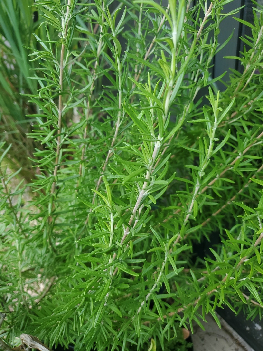 Rosemary Cuttings Live Herb Plant Culinary Herb Pollinator Garden Easy Rooting