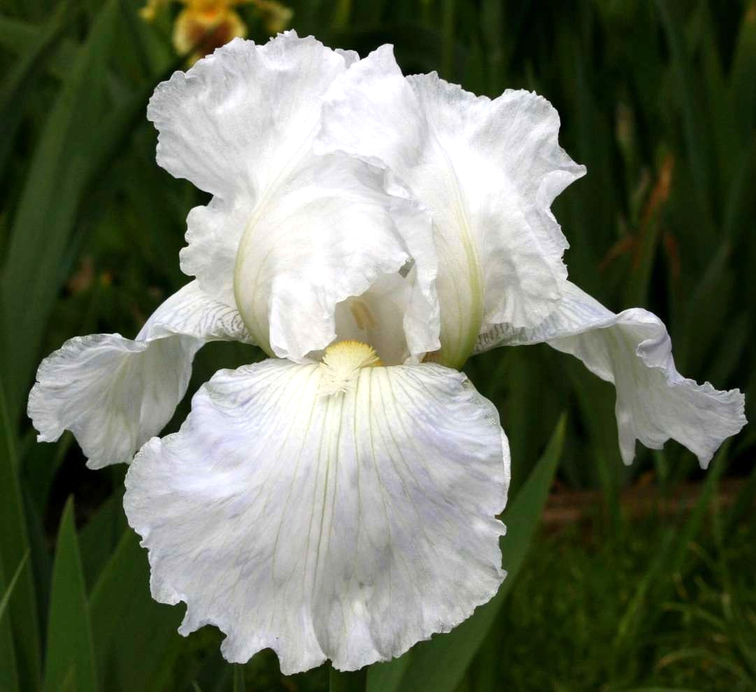 1 Tall Bearded Iris Rhizome/Bulb~IMMORTALITY~Reblooming~WHITE Perennial Flowers