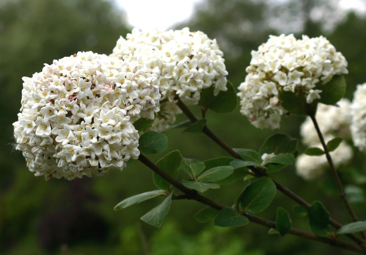 Blackhaw Virbunum Tree – 6-12″ Tall – 4″ Pot – White Cluster Flower – Zones 3-9