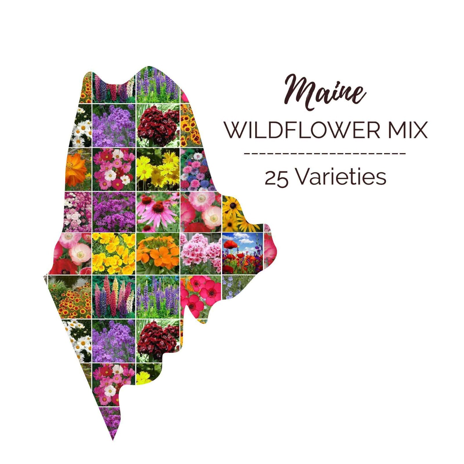 Wildflower MAINE State Flower Mix Perennials & Annuals USA Non-GMO 1000 Seeds