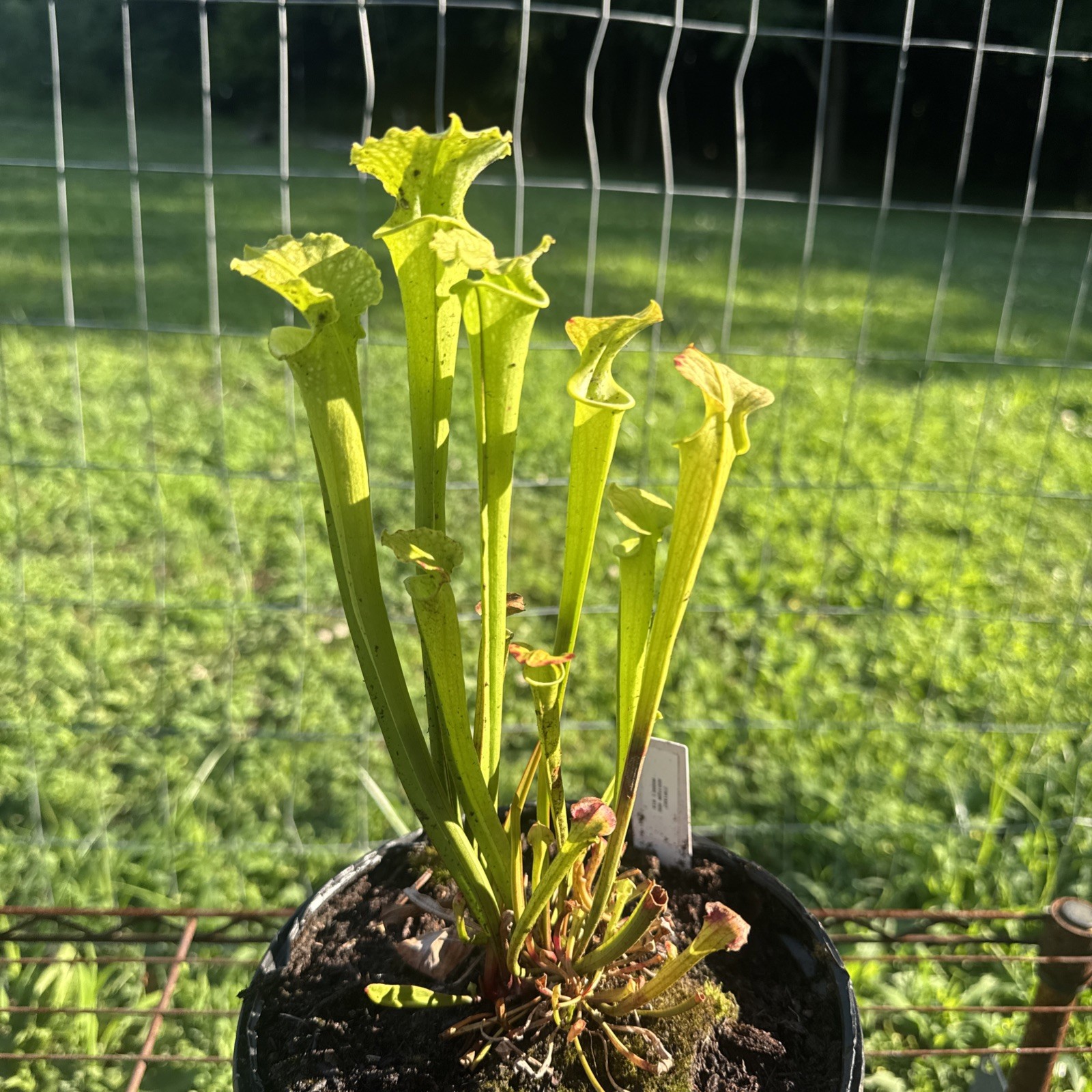 SARRACENIA X MOOREI “ADDISON BOG BOG MOOREI MIX” 23-MIX82. GALIC. MEDIUM SIZE.