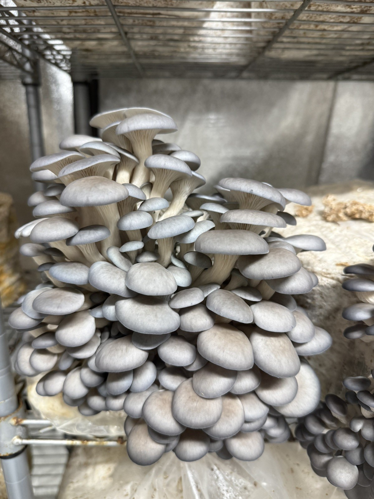 3 + lbs Premium Blue Oyster Mushroom Grain Spawn