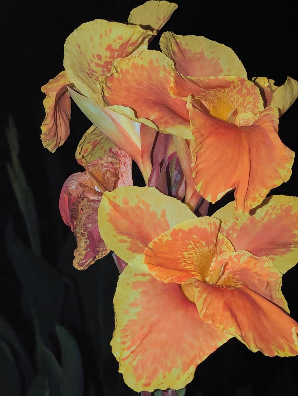 3 Canna Lily Rhizomes Live Bulbs Speckled Orange Yellow Flowers Tropical Plant