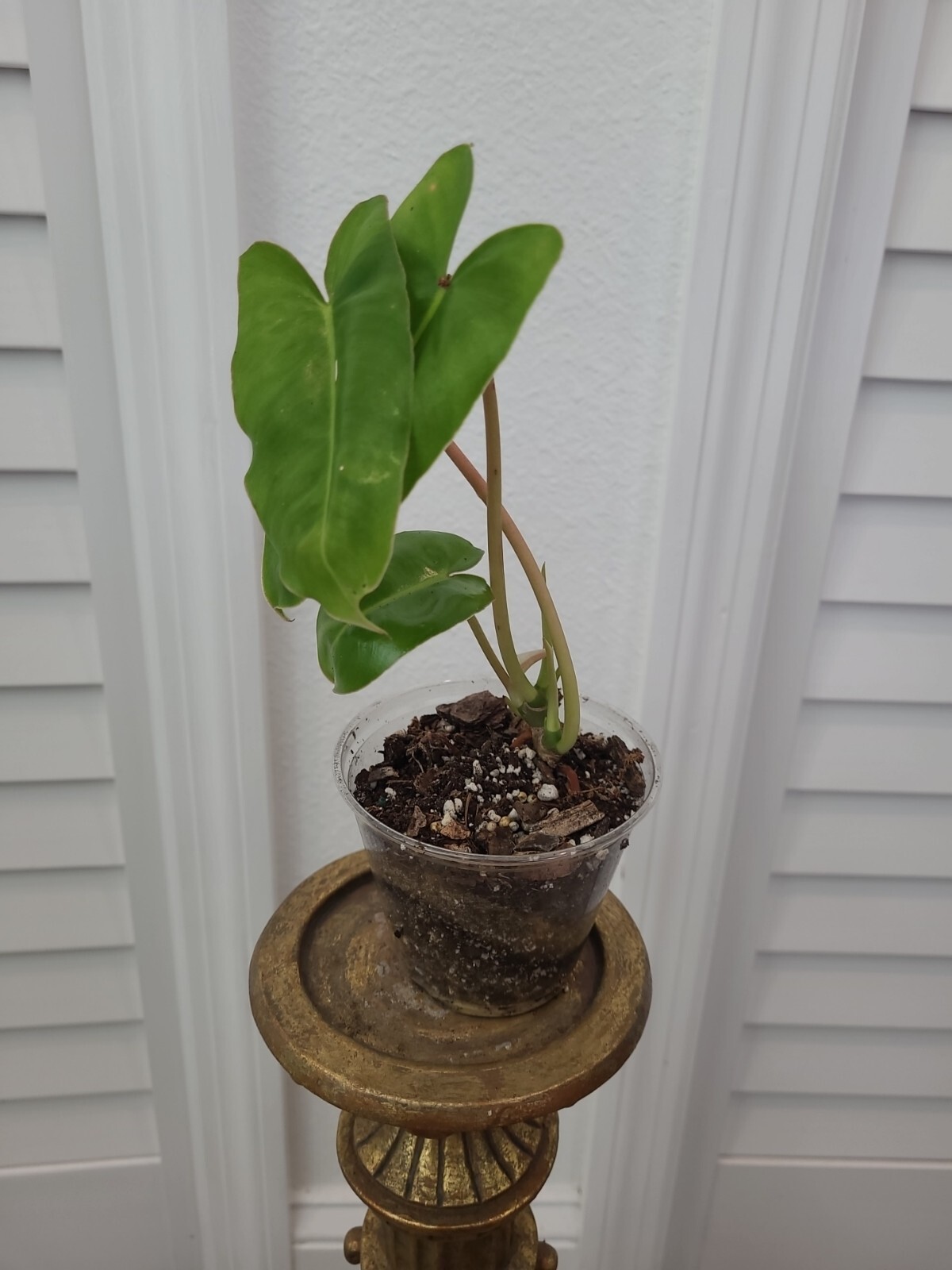 Burle Marx Philodendron Plant Green Leaf rooted multi grow 3 leaves NO CUTTING