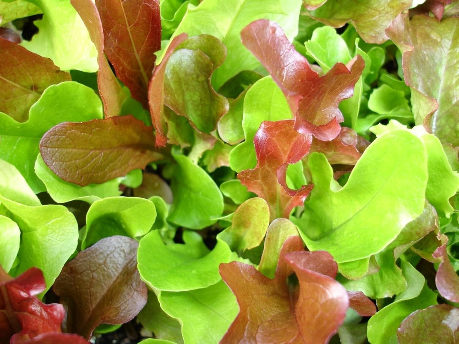 1,000+ Mesclun Lettuce Seeds – Full Sun, Moderate Watering for Winter Bounty