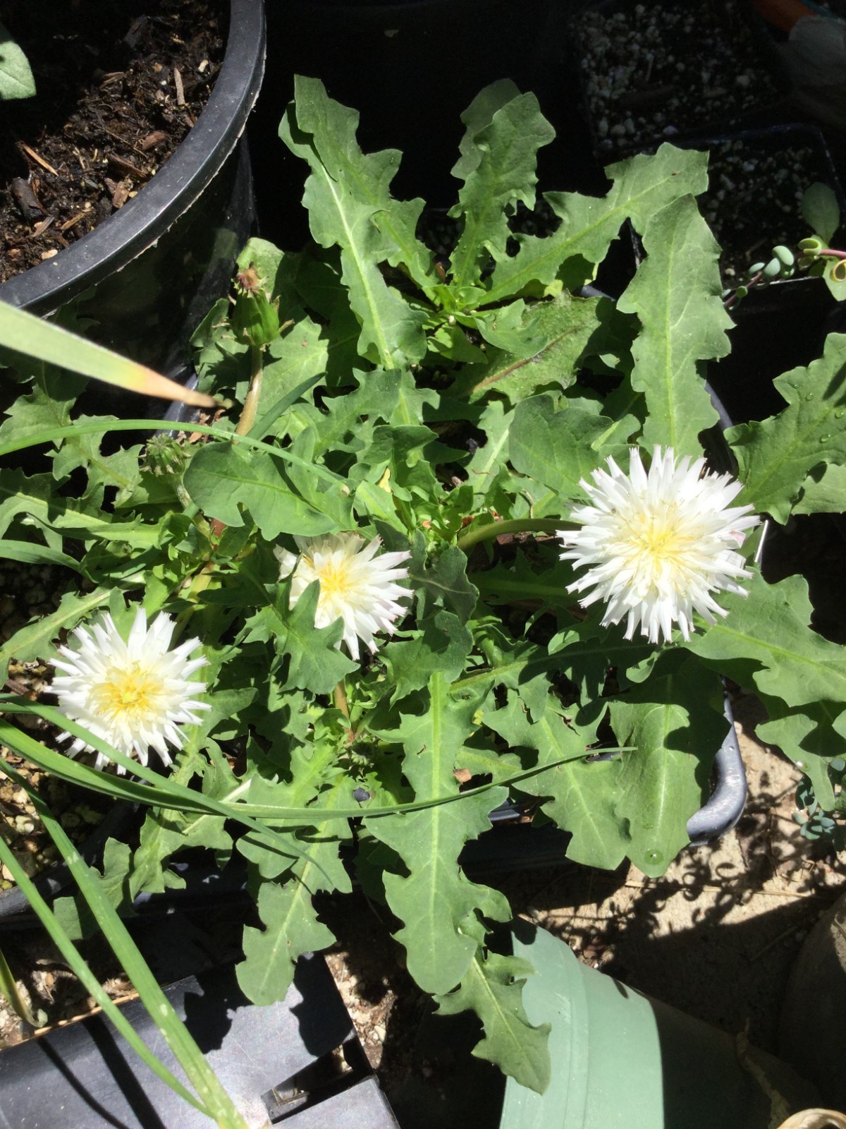 Taraxacum albidum, Japanese White Dandelion, Ornamental Edible Perennial Plant