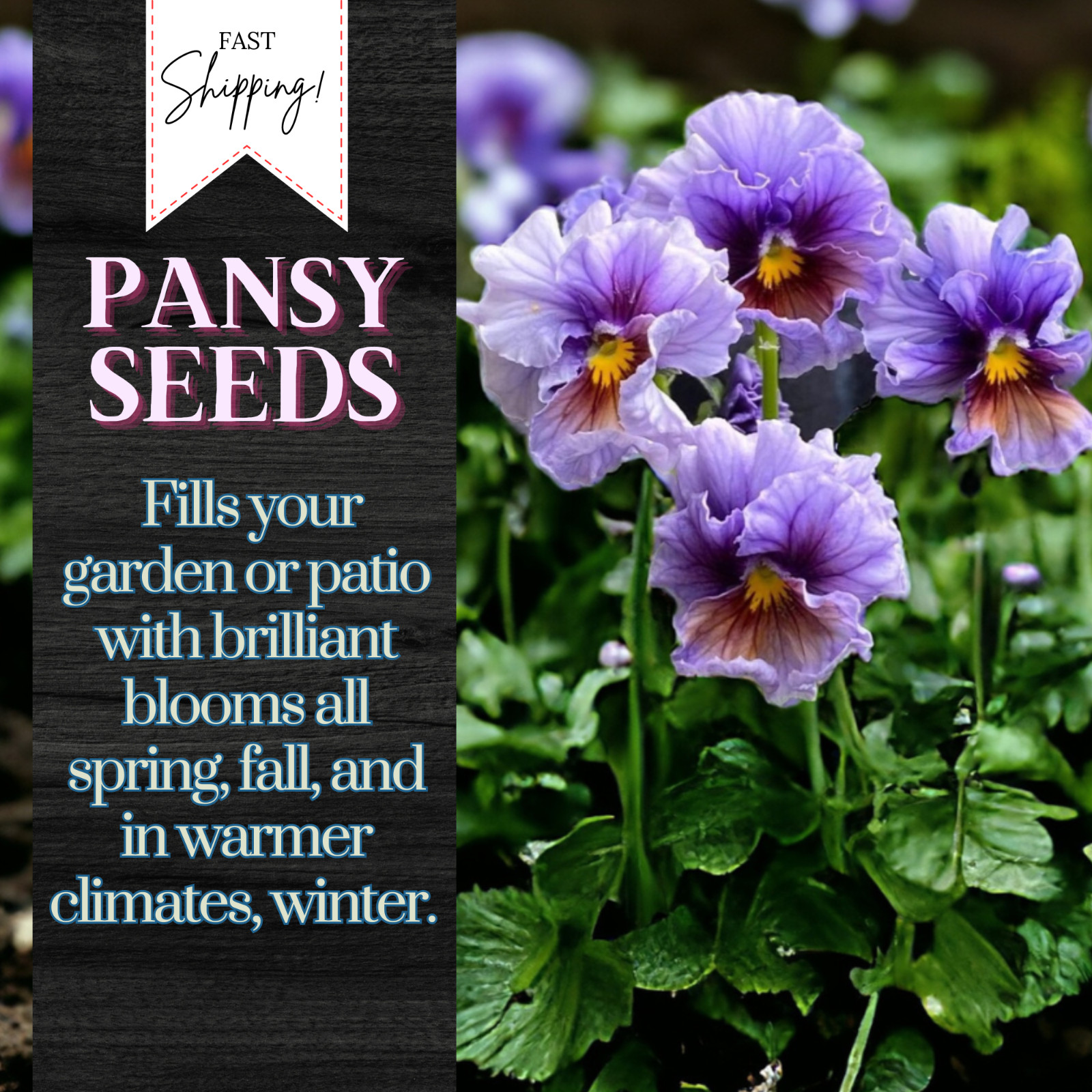 Packet Pansy Seeds – Fragrant – 150 Seeds