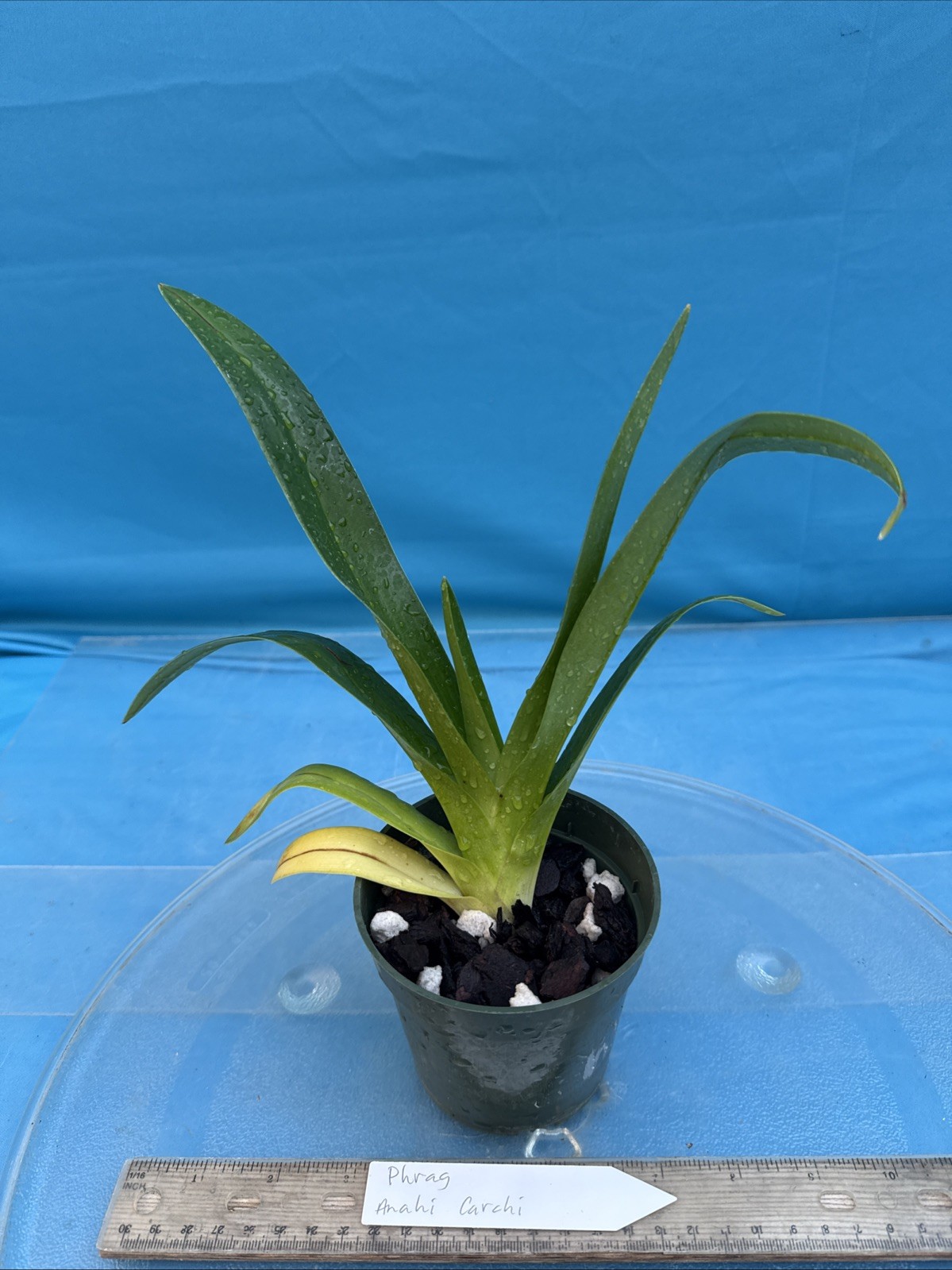 Phragmipedium Anahi Carchi Pink White Green Orchid Hybrid Tall Spikes 4” Pot