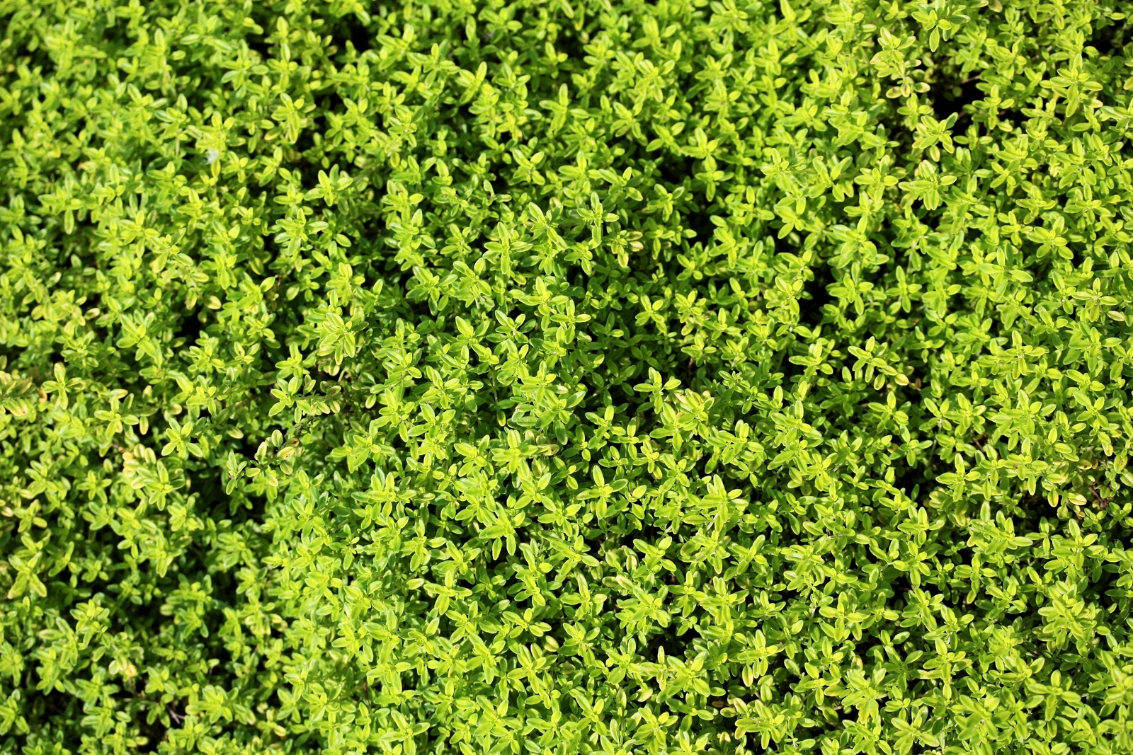 1000 LEMON THYME Thymus Pulegioides Herb Flower Seeds * Flat Shipping