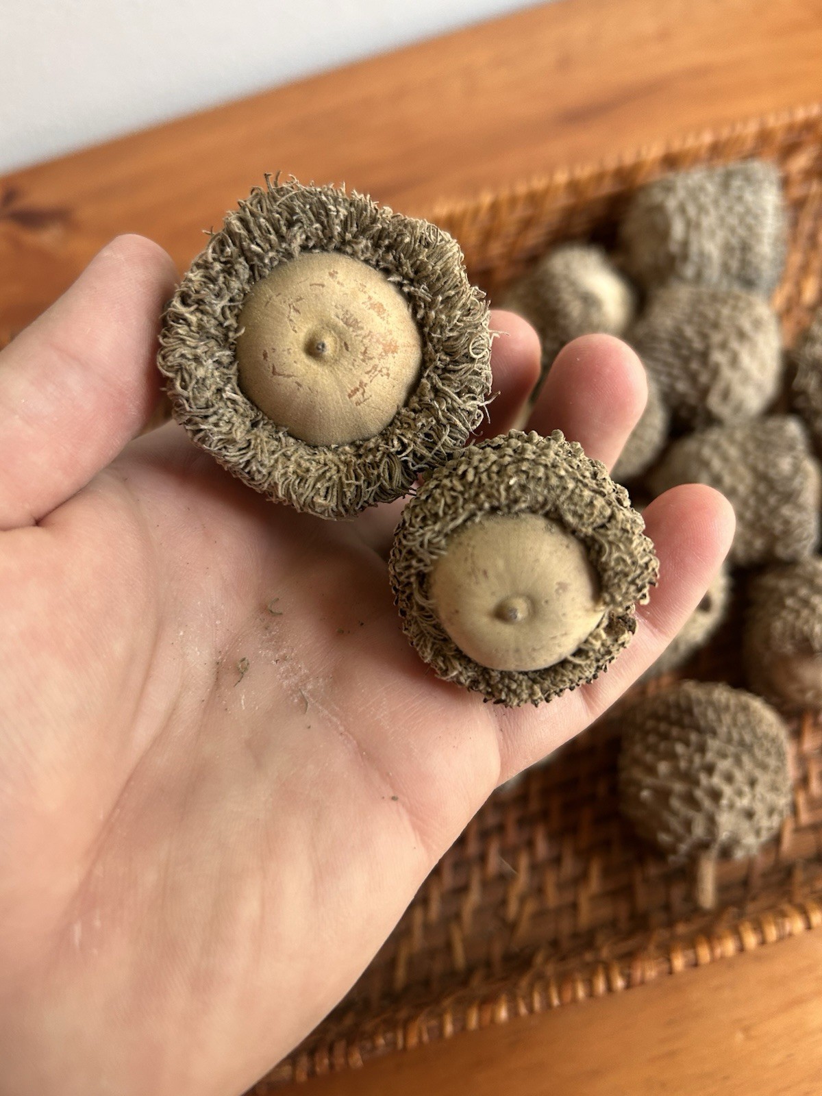 Set Of 18 Bur Oak Acorn Seeds Nature Craft Fall Wreath extra large acorns