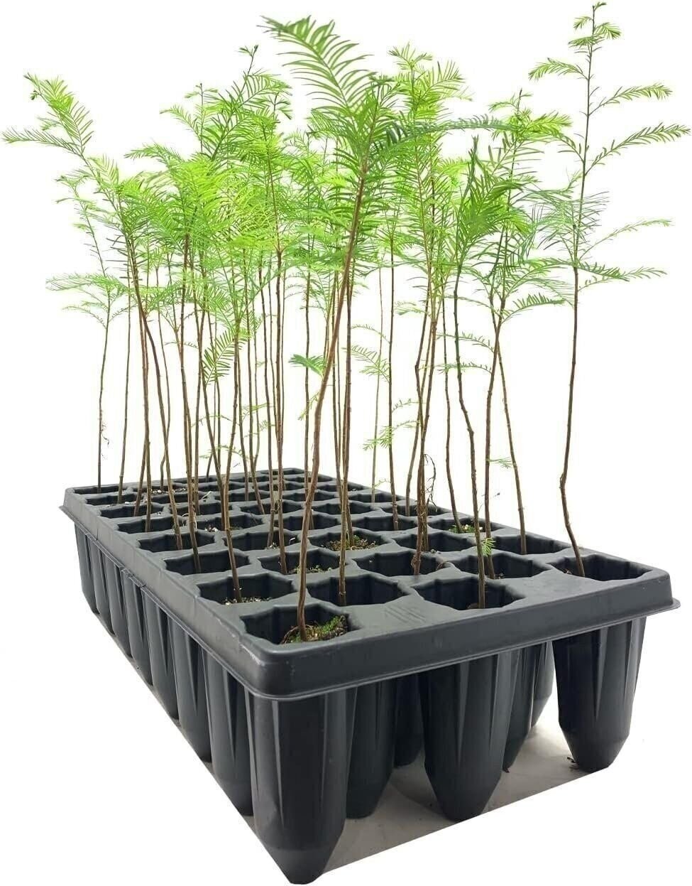 Bald Cypress | 2 Inch | Taxodium distichum | Deciduous Conifer Plant