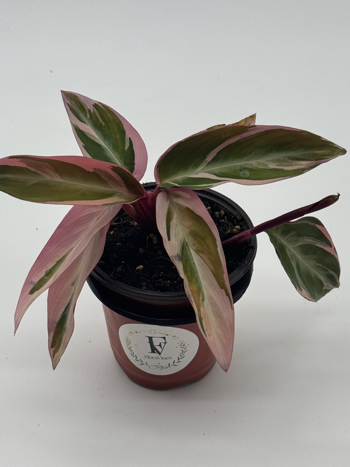Stromanthe Triostar 4 inch Pot Sanguinea Indoor House Plant Live Plant