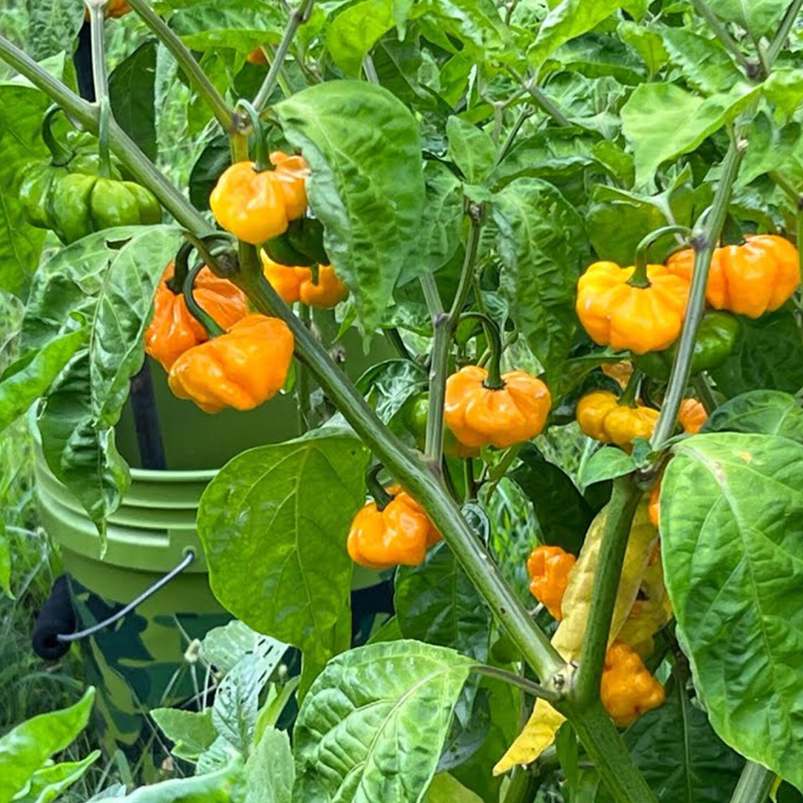 20+ Jamacian Scotch Bonnet Pepper Seeds – Sow What Gardens – Free Shipping! 🌶️