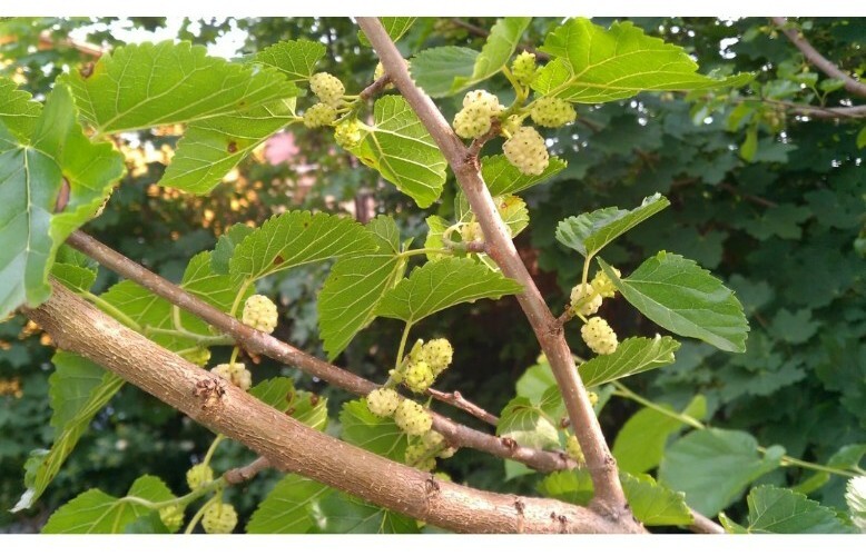 10X White mulberry (Morus alba) cutting 6-8″ delicious organic cold hardy Tree