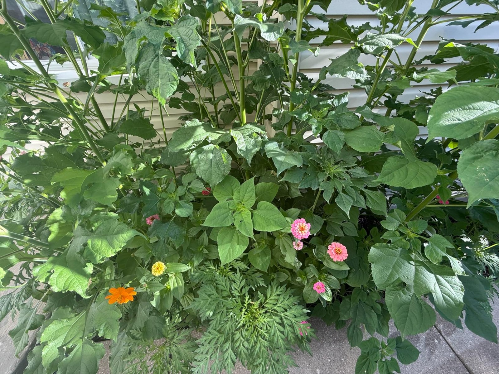 Easy to Grow Wildflower Seeds – 100,000 Count for Thriving Butterfly Habitats