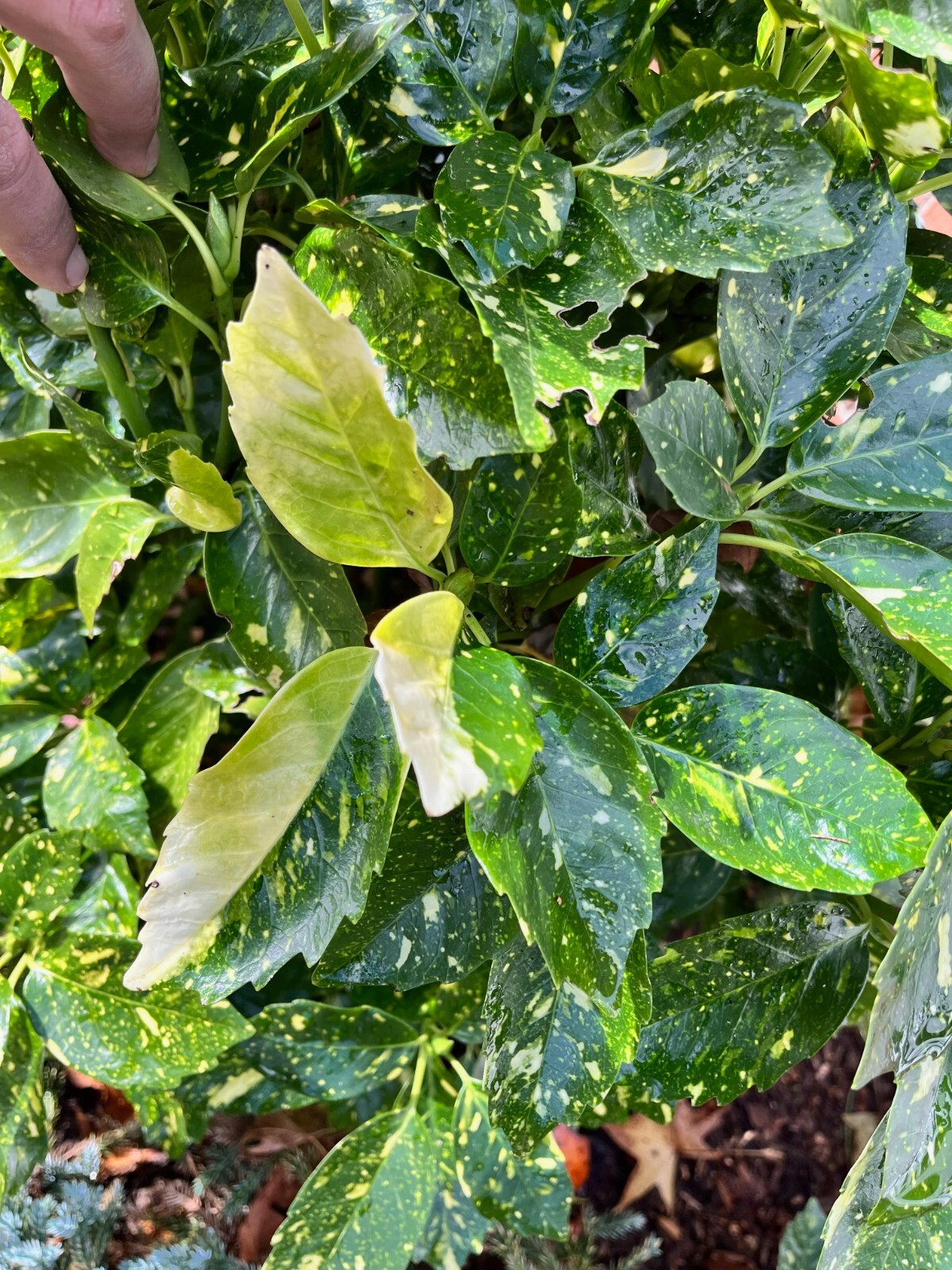 6 Aucuba Japonica Golden Dust Gold-dust in small pots beautiful evergreen bush