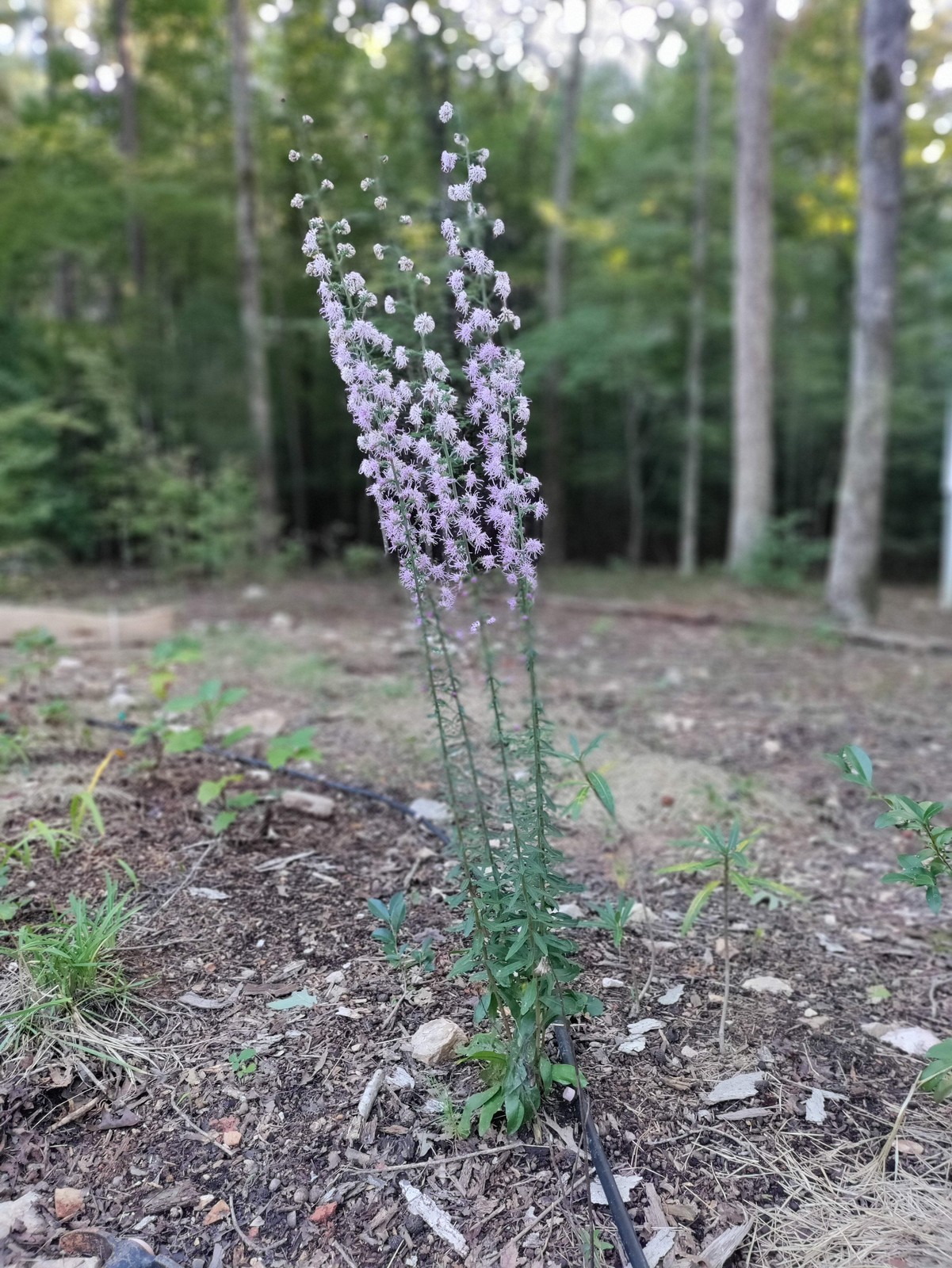 Blazing Star plant 3.25″ pot – Liatris