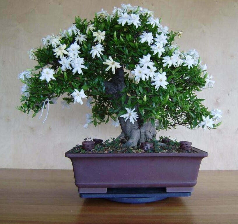 25 White Jasmine Bonsai Tree Seeds Vibrant White Flowers
