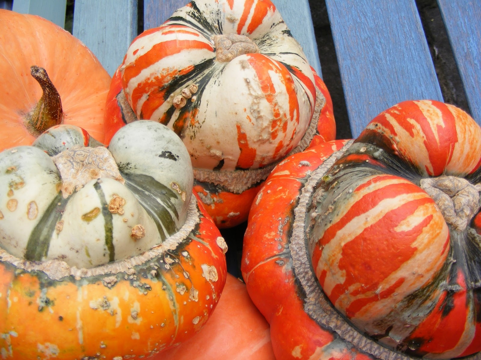 Turks Turban Squash, Cucurbita maxima, Seeds