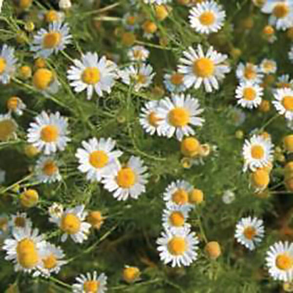 German Chamomile – Matricaria chamomile (Hardy Annual, Fragrant, Medicinal)