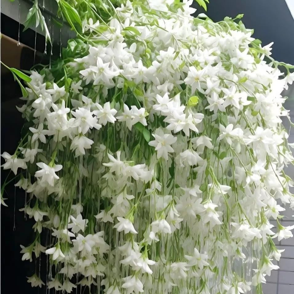 Climbing Weeping Jasmine Seeds for Planting, 300+Pcs Fragrant Climber Jasmine Pe
