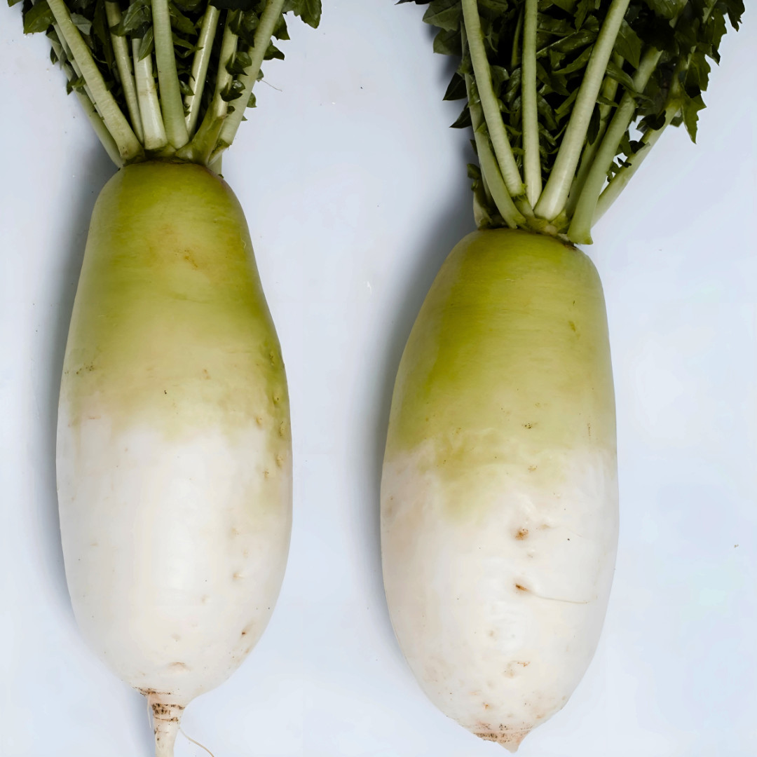 Fresh Korean Radish Seeds | Shin Dong Ha | Heirloom Non-GMO | Asian Vegetable