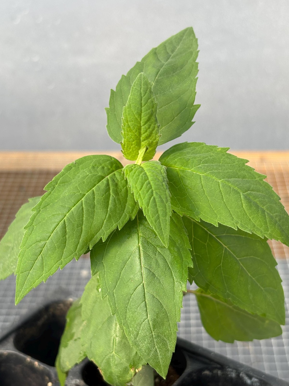 Monarda Live Plant – Seedlings/Plugs and Plants – 3″- 12″ tall – 30-60+ days old