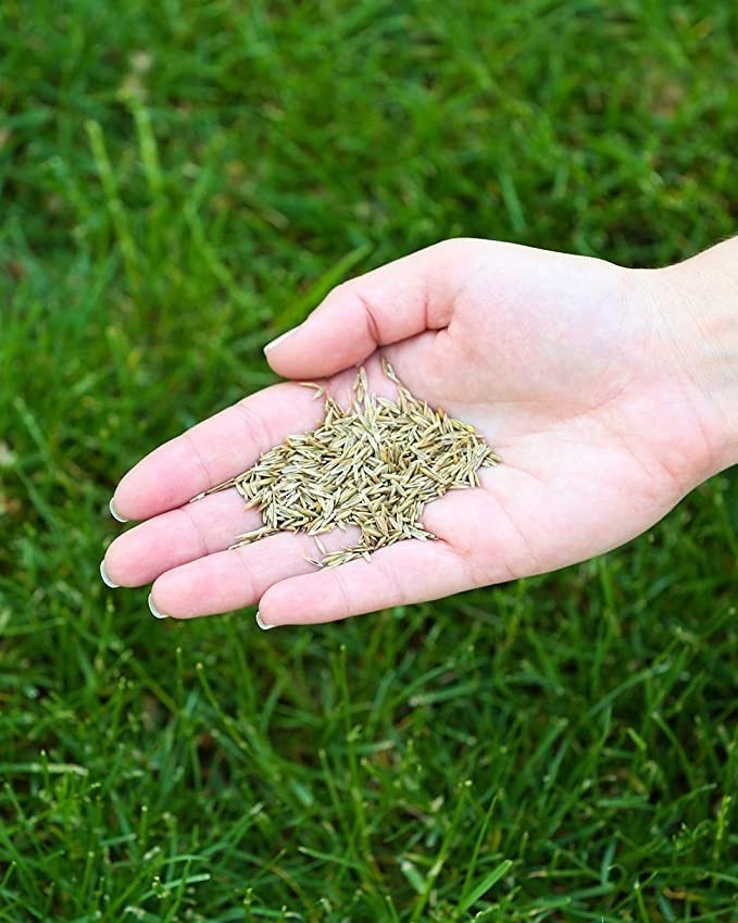 Premium Grass Seed Mix – Tall Fescue, Perennial Ryegrass & Kentucky Bluegrass, 1