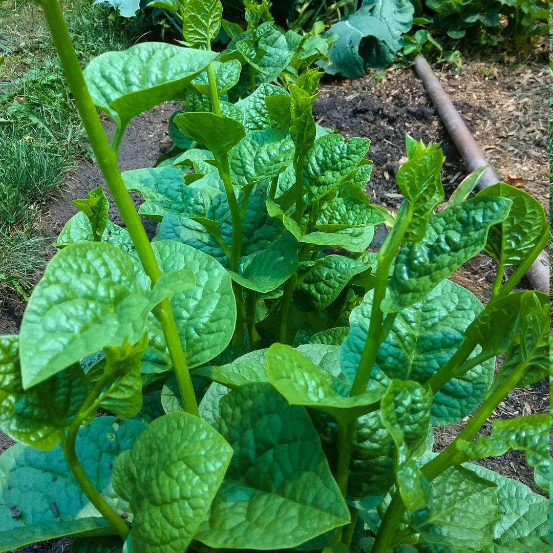 Fresh Green Malabar Spinach Seed | Mong Toi | Heirloom Non-GMO | Asian Vegetable