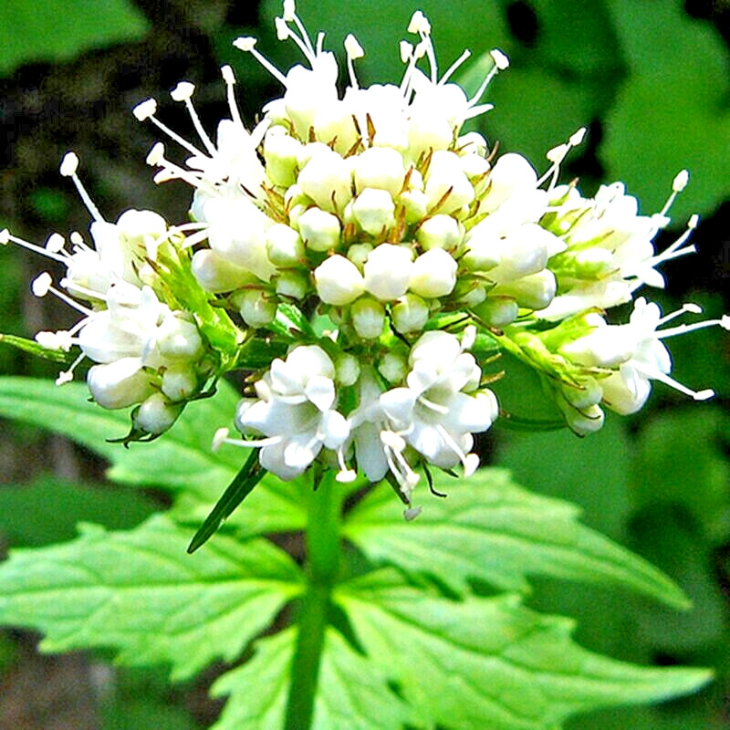 VALERIAN 200+ SEEDS AUTUMN SOW PERENNIAL HERB MEDICINAL SEDATIVE CATNIP BEES USA