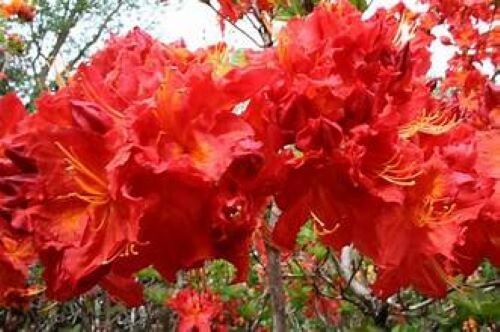 FIREBALL~~Azalea Rhododendron~Well Rooted STARTER Plant!