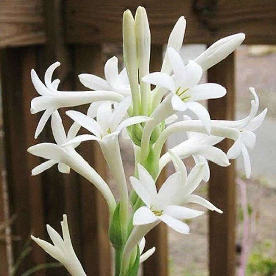 2 “Mexican Single” Single Polianthes Tuberose bulb – Top Size – US Seller